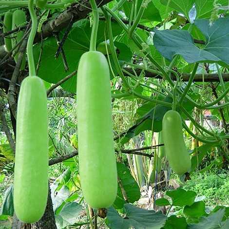 JC Garden K60 Vegetable Seed Bottle Gourd- Jade Stick / Labu Botol Biji ...